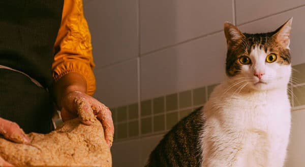 Chat gris et blanc dans la cuisine
