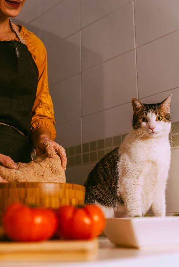 Chat gris et blanc dans la cuisine