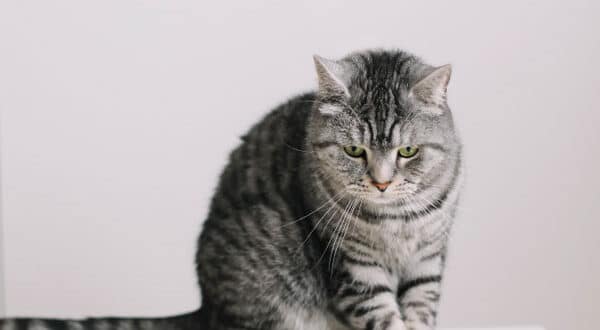 Chat gris foncé devant un gâteau