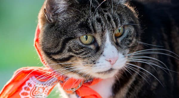 Chat gris foncé avec un verre de vin