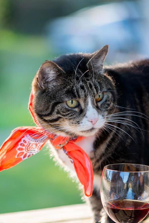 Chat gris foncé avec un verre de vin