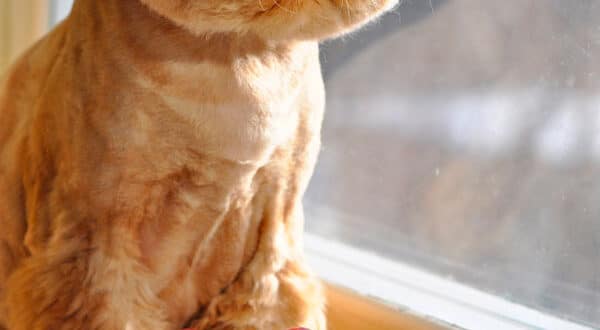 Chat roux devant des raisins