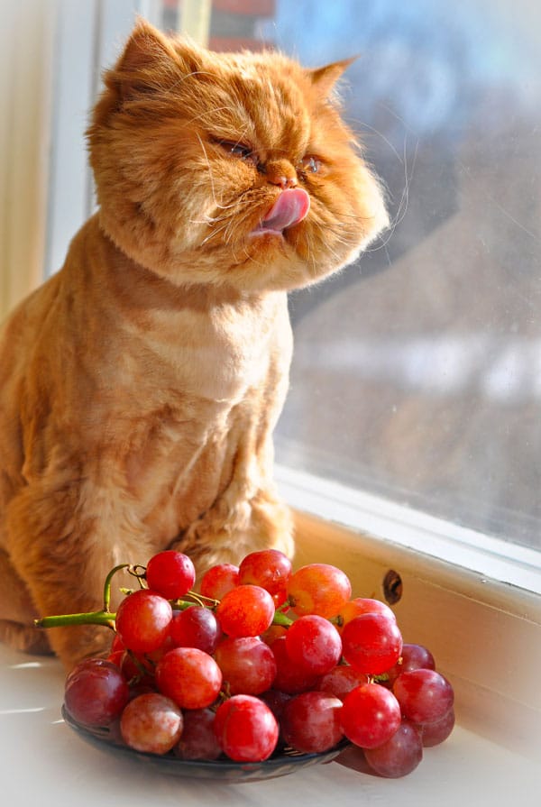 Chat roux devant des raisins