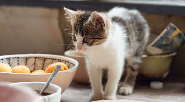 Chaton blanc et gris dans la cuisine