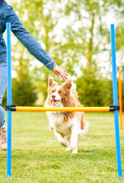 Chien qui saute un obstacle