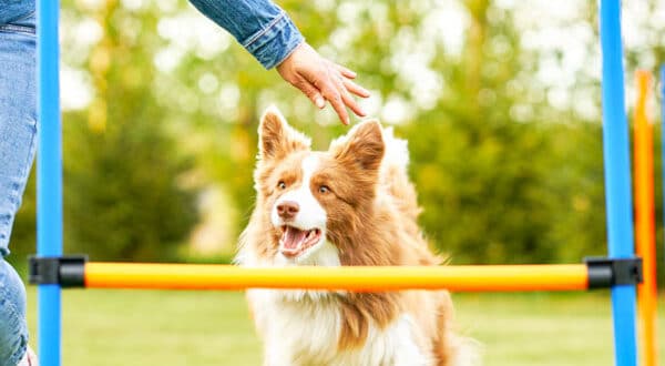 Chien qui saute un obstacle