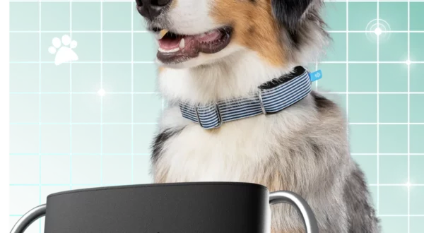 Biotracker chien invoxia