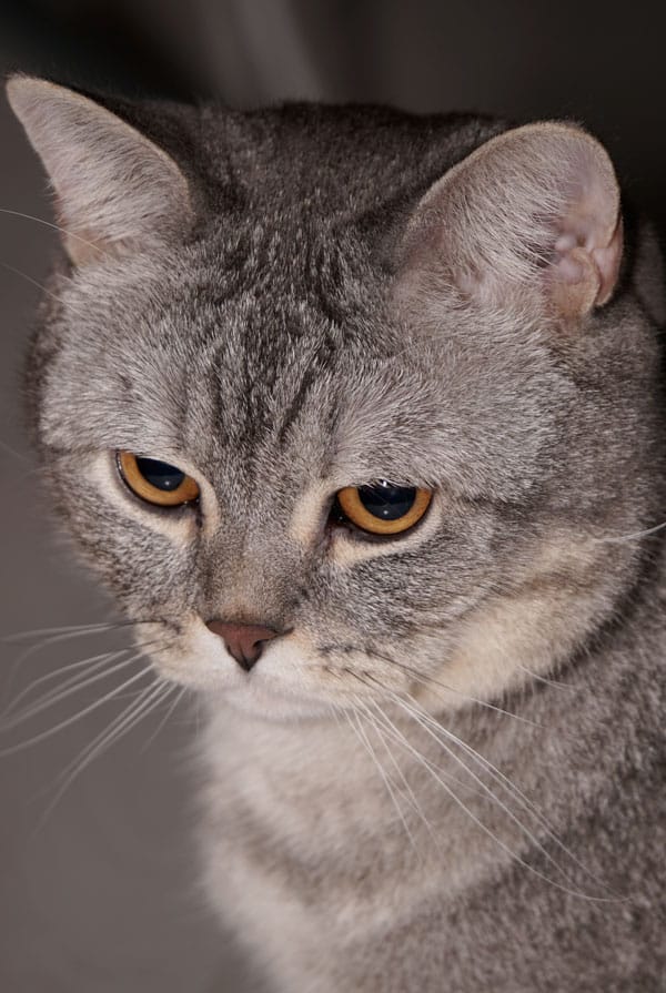 Chat avec une dysautonomie