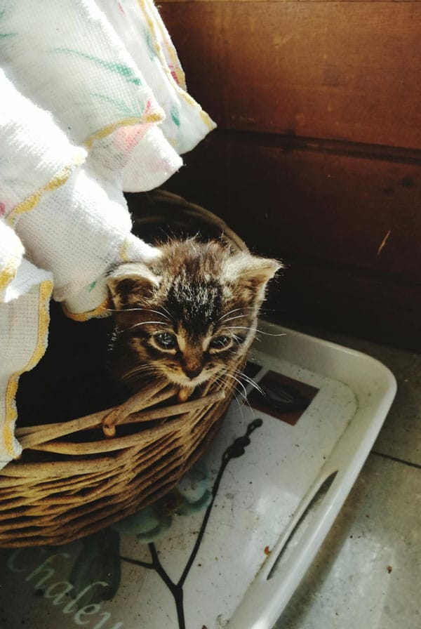 Chat ayant eu une luxation de la rotule