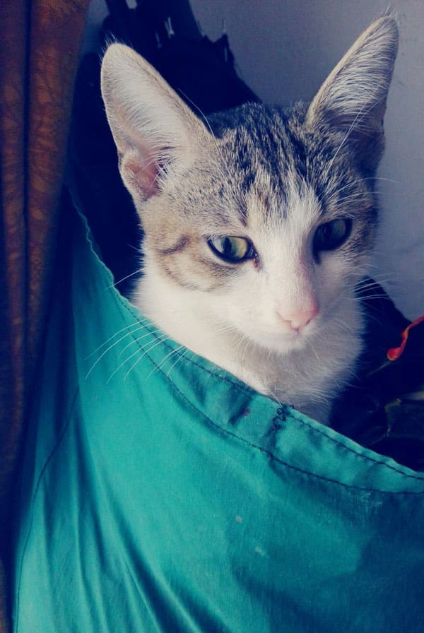Chat ayant un lymphome