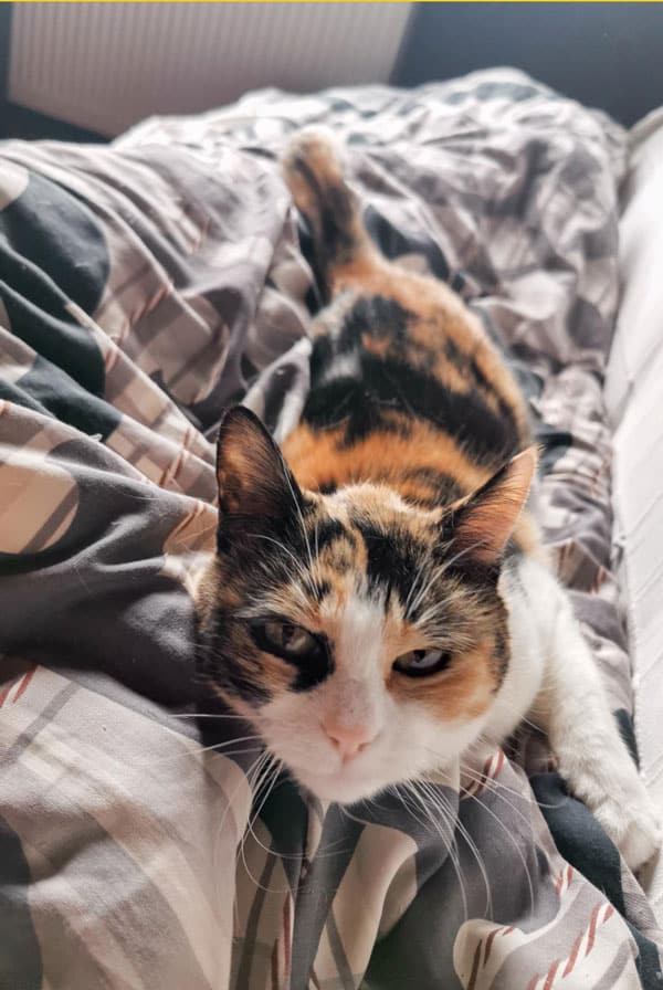 Chat ayant un mastocytome