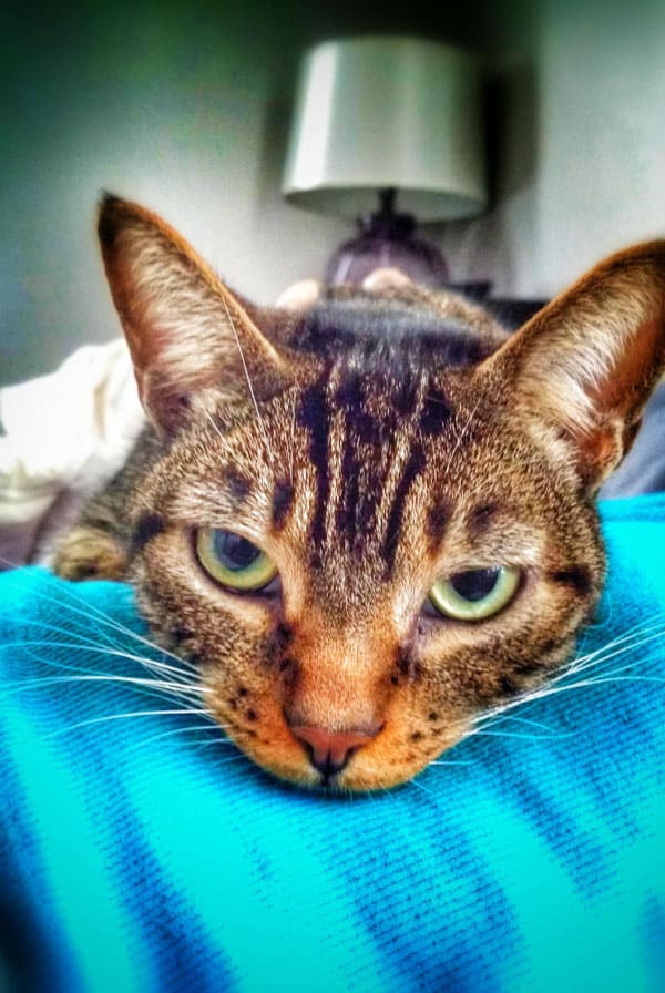 Chat malade atteint de la métrite