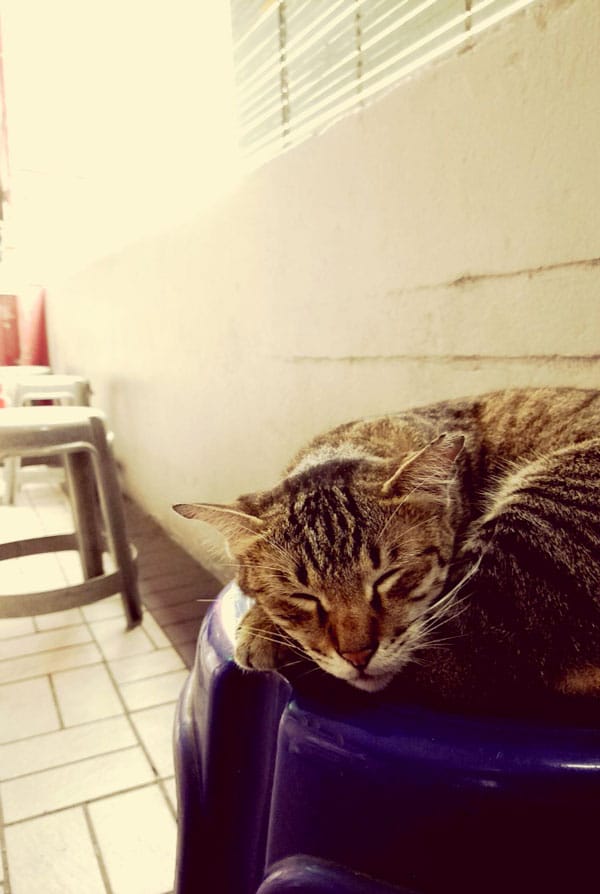 Chat fatigué atteint de myasthénie