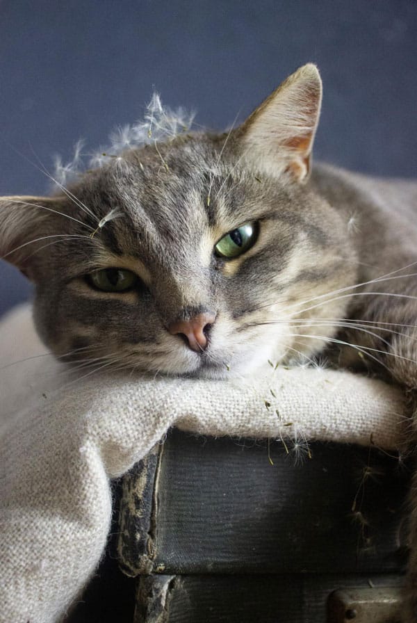 Chat ayant une pancréatite
