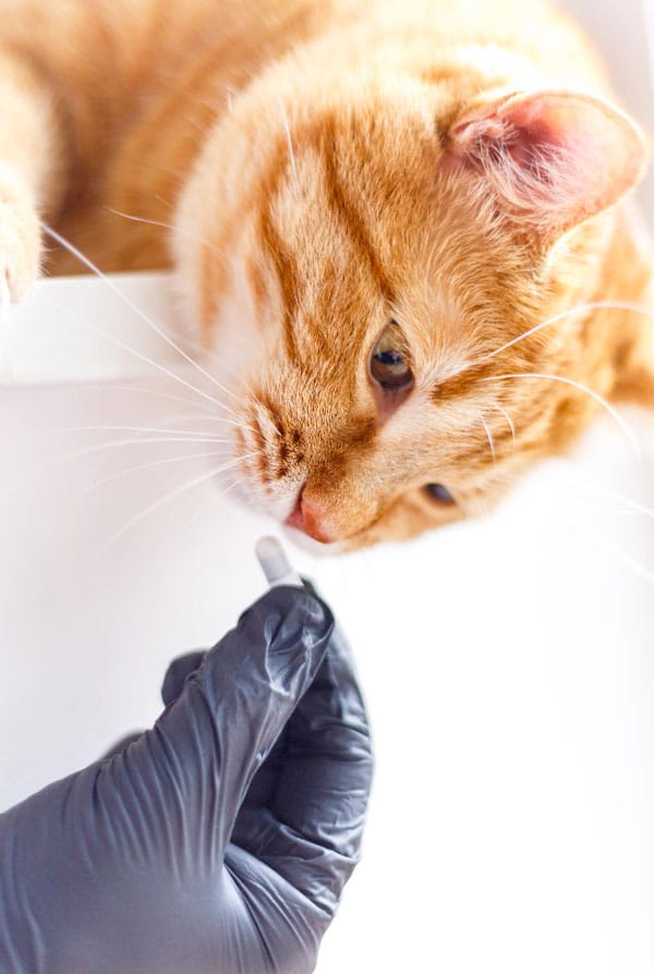 Chat qui prend un traitement antiparasitaires