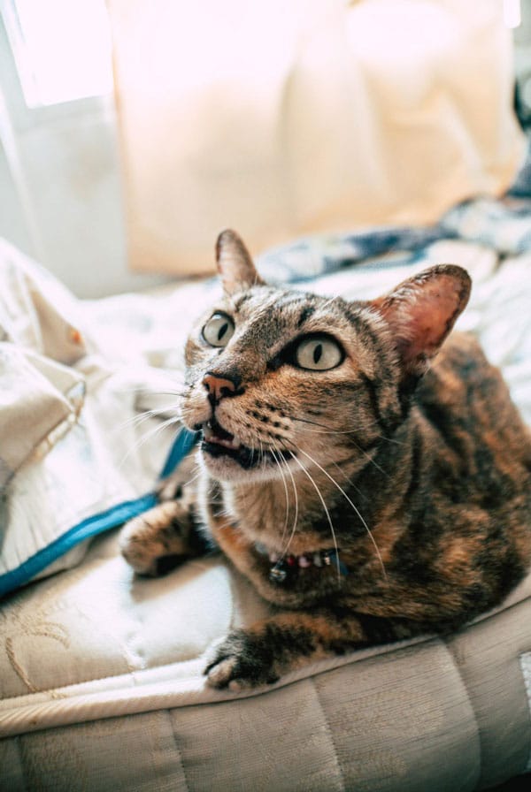 Chat avec des troubles neurologiques