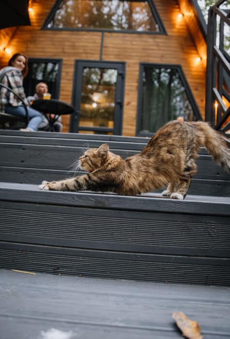 Chat qui s'étire sur les escaliers d'une terrasse en bois