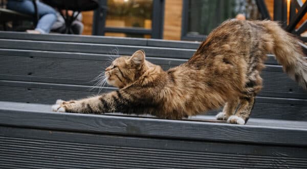 Chat qui s'étire sur les escaliers d'une terrasse en bois