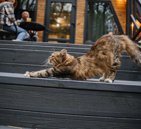 Chat qui s'étire sur les escaliers d'une terrasse en bois