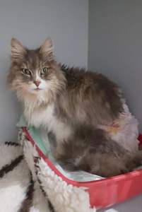 Chat Georges malade