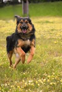 Hopy heureux dans un champ
