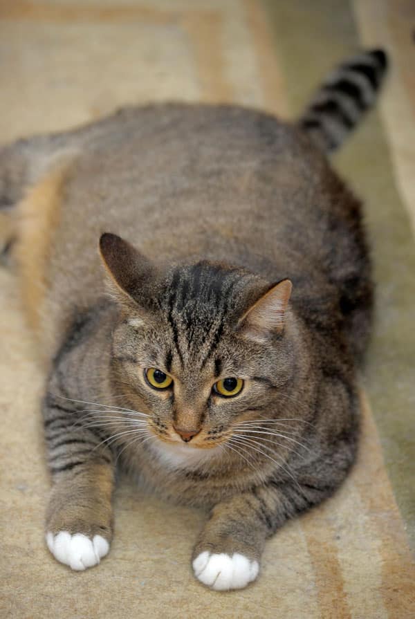 Chat atteint d'ascite