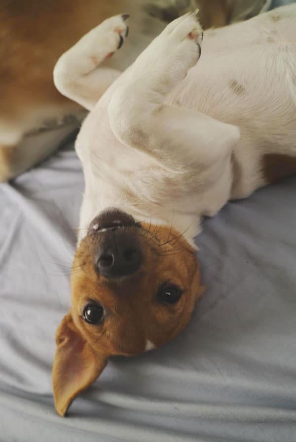 Chien atteint d'ascite