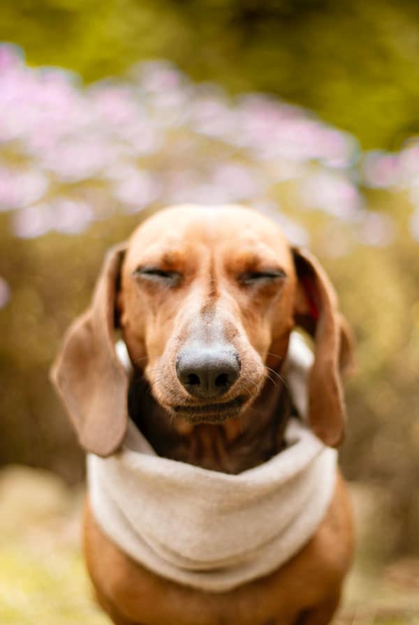 Chien type Teckel ayant une atrophie progressive de la rétine