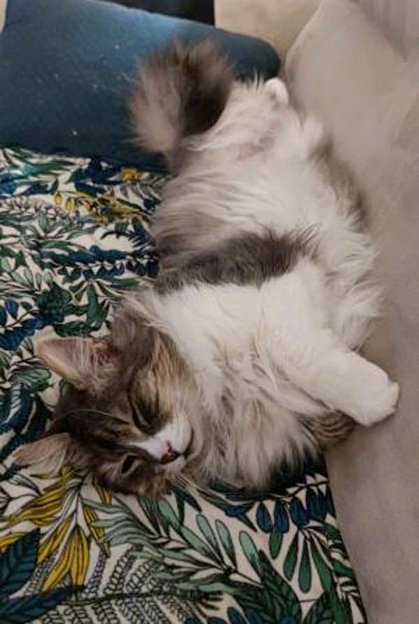 Chat Georges heureux qui dors