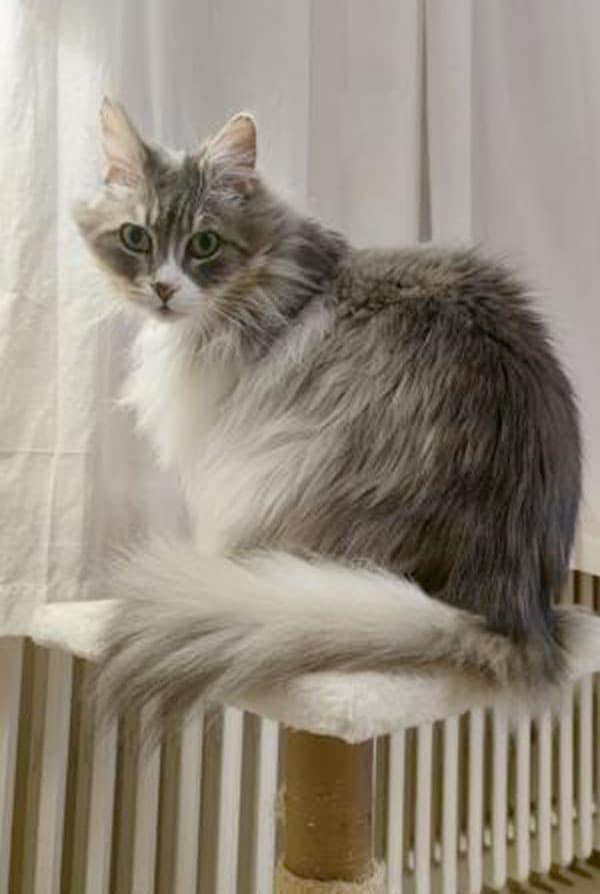 chat Georges heureux