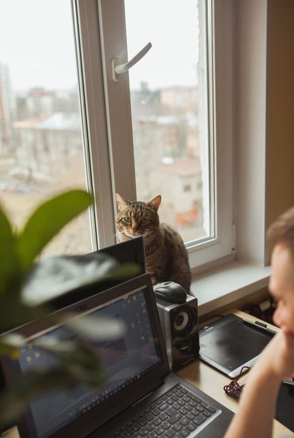 chat marron clair qui regarde son maitre travailler