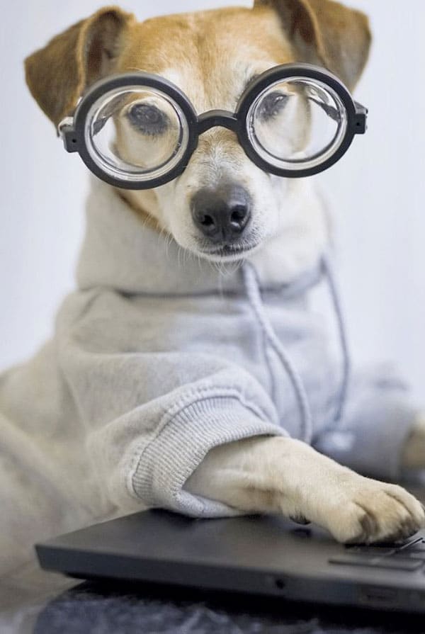 Chien avec des lunettes devant son ordinateur