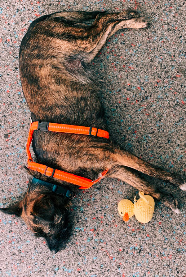 Chien couché au sol après des convulsions