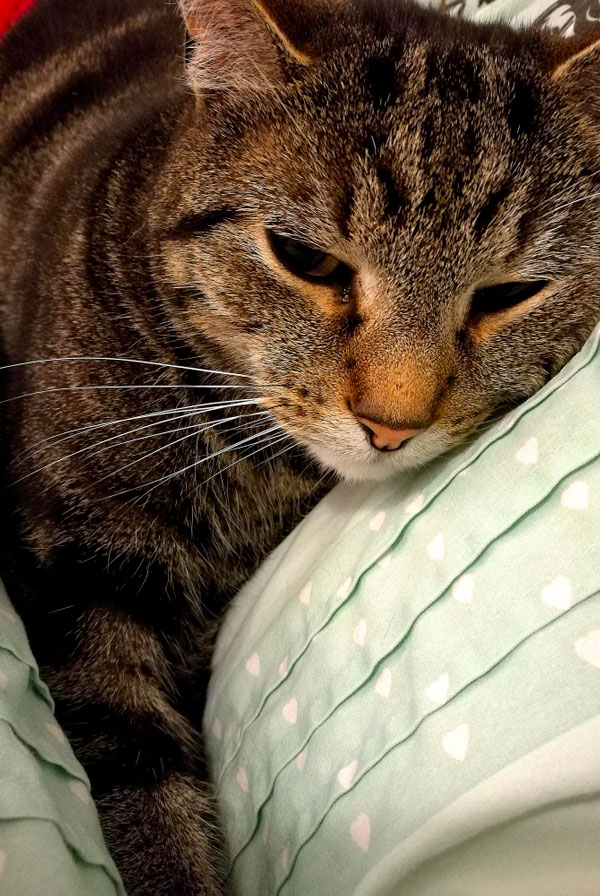 Chat ayant un corps étranger digestif