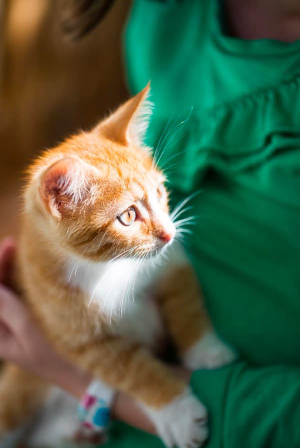 Chat chez le vétérinaire pour une dilatation torsion de l'estomac