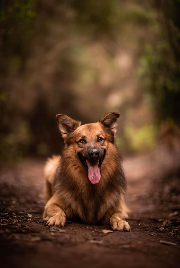 Chien atteint de dysautonomie