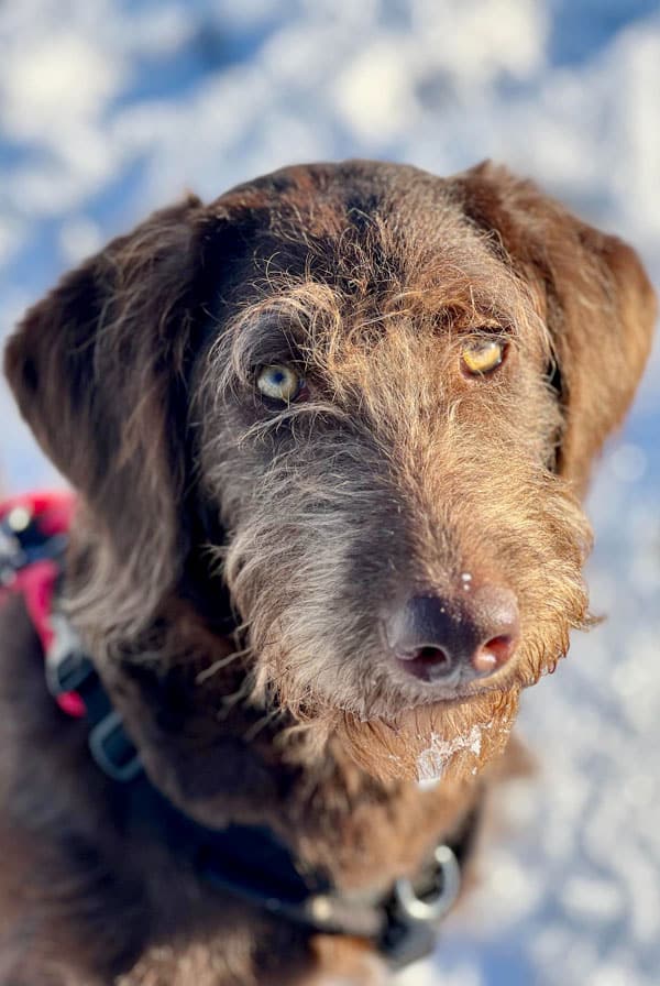 Chien ayant une endocardite