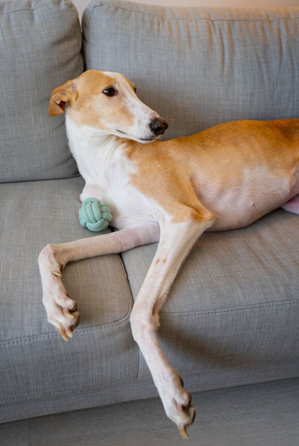 Chien ayant une fracture du fémur