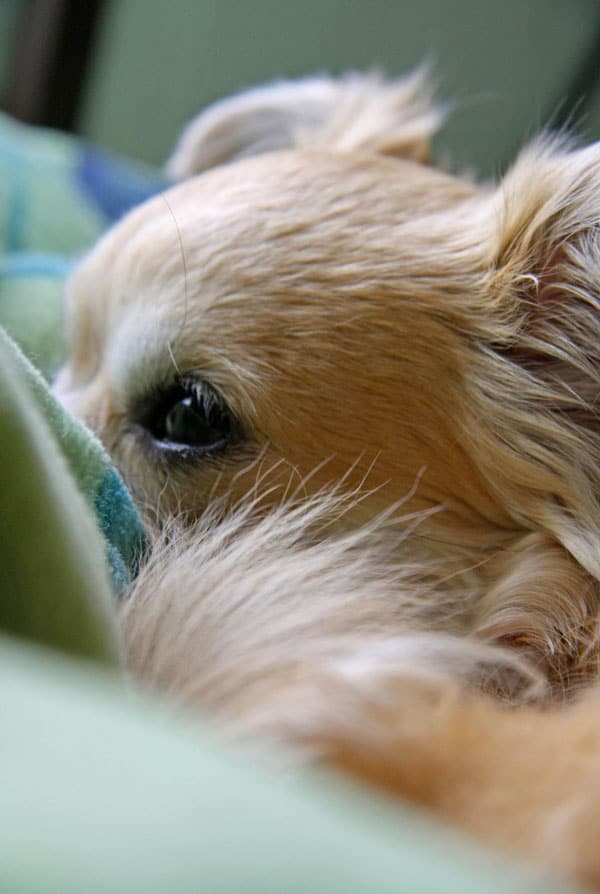 Chien malade ayant un glaucome