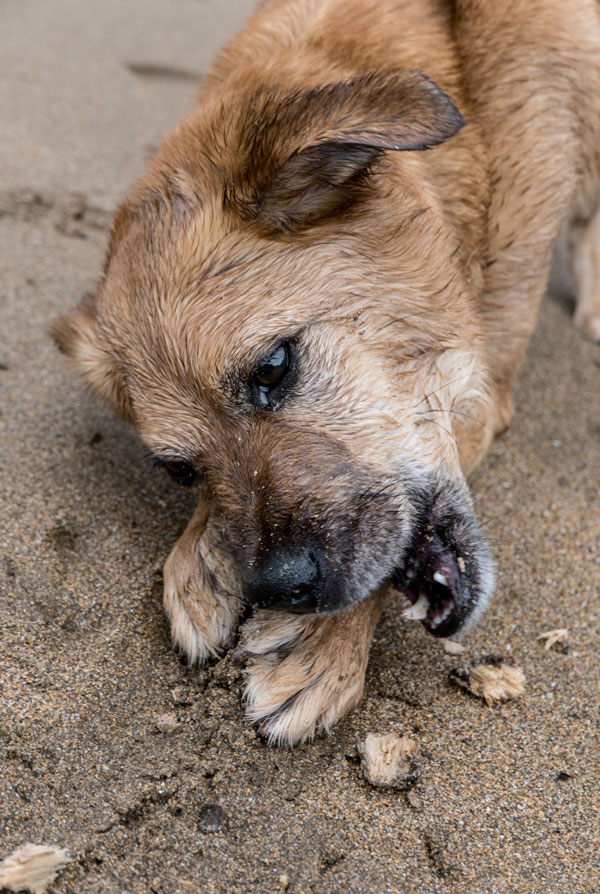 Chien qui saigne à cause d'un bâton dans la gueule