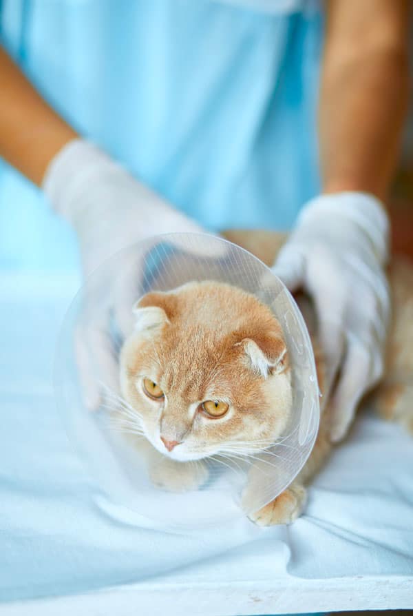 Chat ayant une hernie discale chez le vétérinaire