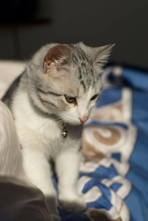 Chat ayant une hernie ombilicale