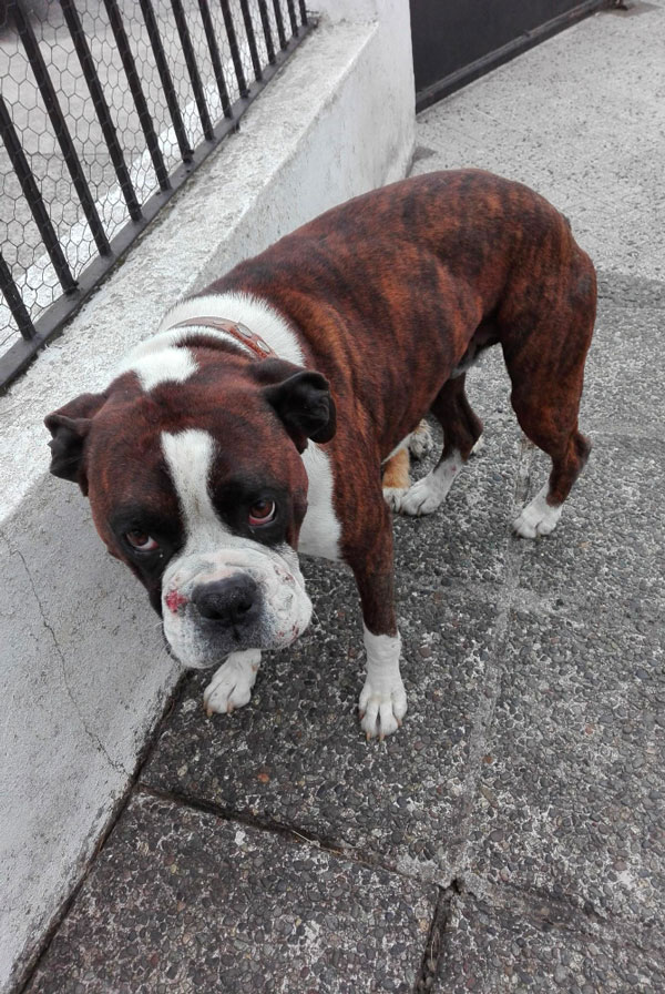 Chien type Boxer prédisposé à l'infarctus