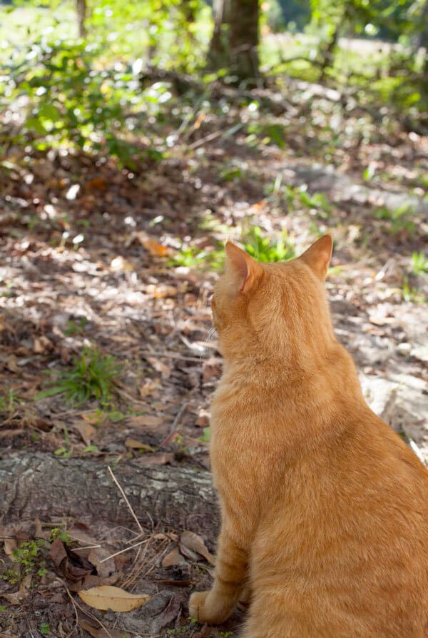 Oyen chat roux dans la foret