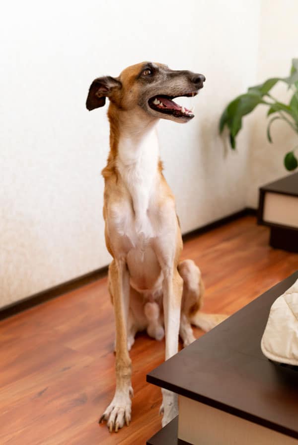 Chien maigre à cause d'une perte de poids