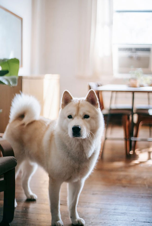 Prix d'achat Kishu