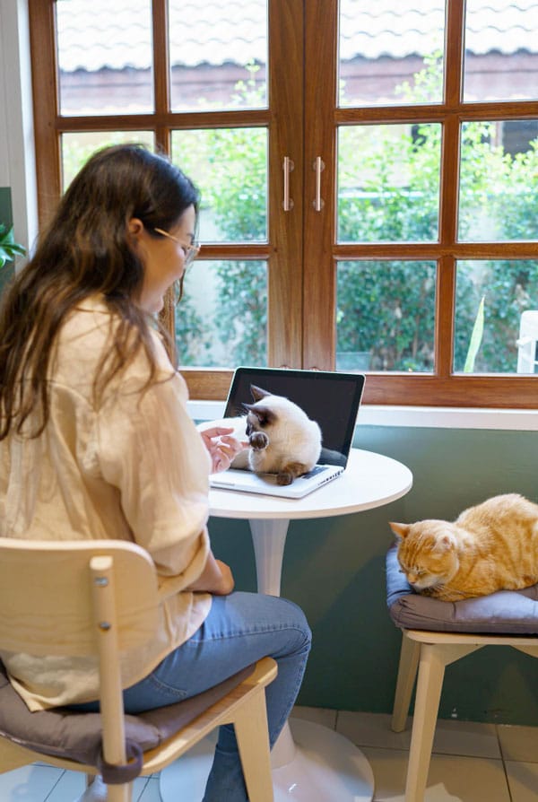 un chat blanc un chat roux avec leur propriétaire en télétravail
