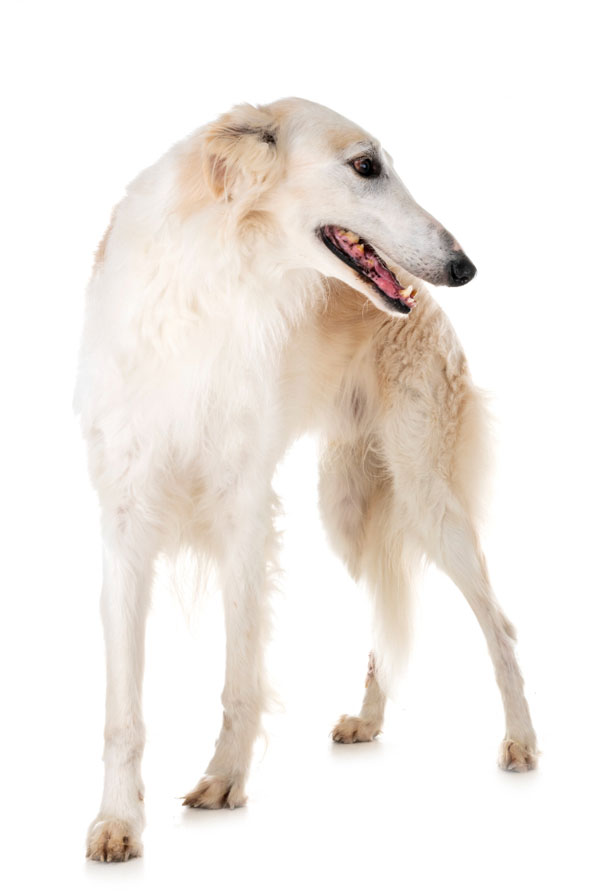 Accueillir un chiot Barzoï