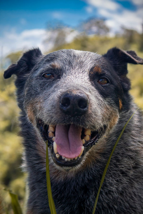 Accueillir un chiot Bouvier Australien