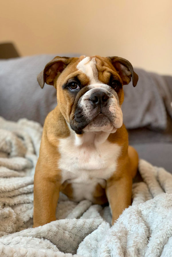 Accueillir un chiot Bulldog Continental